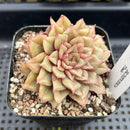 Echeveria 'Tesla' 2"-3" Succulent Plant