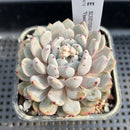 Echeveria 'Viyant' 2" Succulent Plant