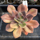 Echeveria 'Blue Metal' Variegated 3" Succulent Plant