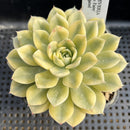 Echeveria 'Moon Fairy' Variegated 3" Succulent Plant