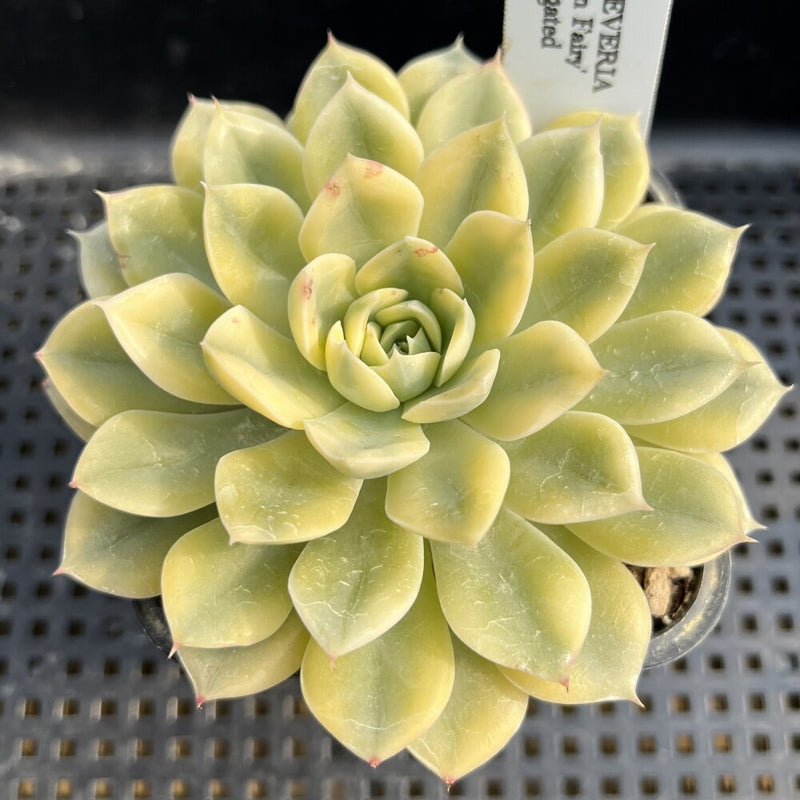 moon flower succulent Echeveria 'Moon Fairy' Variegated 3" Succulent Plant – True Succulents Plant Co