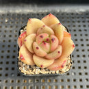 Echeveria Agavoides 'Monticello' 2" Succulent Plant