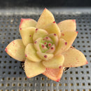 Echeveria Agavoides 'Monticello' 2" Succulent Plant