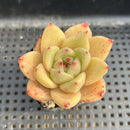 Echeveria Agavoides 'Monticello' 2" Succulent Plant