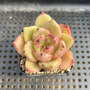 Echeveria Agavoides 'Monticello' 2" Succulent Plant