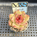 Echeveria Agavoides 'Contrast' 2" Mam&Sister Farm Original Japanese Hybrid Succulent Plant