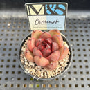Echeveria Agavoides 'Contrast' 2" Mam&Sister Farm Original Japanese Hybrid Succulent Plant