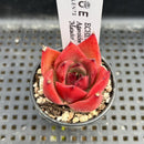 Echeveria Agavoides 'Matador' 1"-2" Succulent Plant