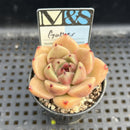 Echeveria Agavoides 'Gather' 2" Mam&Sister Farm Original Japanese Hybrid Succulent Plant