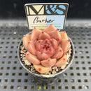 Echeveria Agavoides 'Gather' 2" Mam&Sister Farm Original Japanese Hybrid Succulent Plant