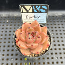 Echeveria Agavoides 'Gather' 2" Mam&Sister Farm Original Japanese Hybrid Succulent Plant