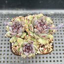 Echeveria 'Red Crystal' x 'Black Rose' 2" Cluster Succulent Plant