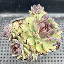 Echeveria 'Red Crystal' x 'Black Rose' 3"-4" Cluster Succulent Plant