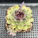 Echeveria 'Red Crystal' x 'Black Rose' 2" Succulent Plant