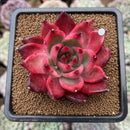 Echeveria Agavoides 'Frank Reinelt' 2"-3" Succulent Plant Cutting