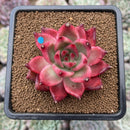 Echeveria Agavoides 'Frank Reinelt' 2"-3" Succulent Plant Cutting
