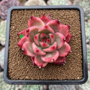 Echeveria Agavoides 'Frank Reinelt' 2"-3" Succulent Plant Cutting