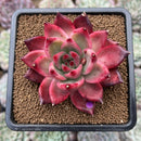 Echeveria Agavoides 'Frank Reinelt' 2"-3" Succulent Plant Cutting