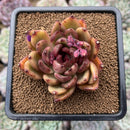 Echeveria sp. Seed-Grown 3" Succulent Plant Cutting