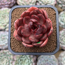 Echeveria 'Hongjo' ('Black Rose' x Laui Hybrid) 2" Flower Village Hybrid Succulent Plant Cutting