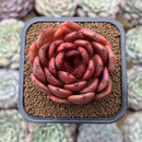 Echeveria 'Hongjo' ('Black Rose' x Laui Hybrid) 2" Flower Village Hybrid Succulent Plant Cutting