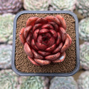 Echeveria 'Hongjo' ('Black Rose' x Laui Hybrid) 2" Flower Village Hybrid Succulent Plant Cutting