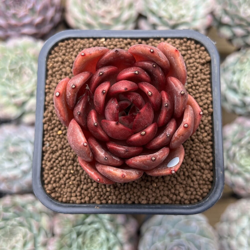 black and red succulent Echeveria 'Hongjo' ('Black Rose' x Laui Hybrid) 2" Flower Village Hybr –  True Succulents Plant Co