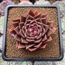 Echeveria 'Red Belita' 3" Succulent Plant Cutting