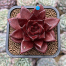 Echeveria Agavoides 'Luming' 2" Succulent Plant Cutting