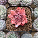 Echeveria 'Quartz Stone' 2" Succulent Plant Cutting