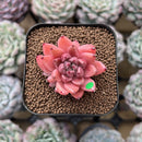 Echeveria 'Quartz Stone' 2" Succulent Plant Cutting