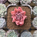 Echeveria 'Quartz Stone' 2" Succulent Plant Cutting