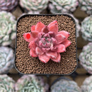Echeveria 'Quartz Stone' 2" Succulent Plant Cutting