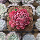 Echeveria 'Charles Rose' 2" Succulent Plant Cutting