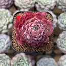 Echeveria 'Charles Rose' 2" Succulent Plant Cutting