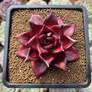 Echeveria Agavoides 'Luming' 2" Succulent Plant Cutting