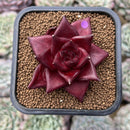 Echeveria Agavoides 'Luming' 2" Succulent Plant Cutting