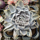Echeveria 'Thriller Pearl' 3"-4" Succulent Plant Cutting