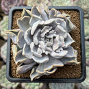 Echeveria 'Thriller Pearl' 3"-4" Succulent Plant Cutting