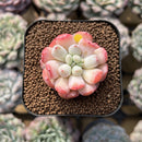 Echeveria Hybrid sp. 1"-2" Seed-Grown Unique Individual Succulent Plant Cutting