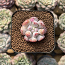 Echeveria Hybrid sp. 1"-2" Seed-Grown Unique Individual Succulent Plant Cutting