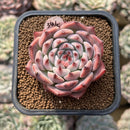 Echeveria Shimoyama Colorata 3” Succulent Plant Cutting