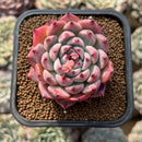 Echeveria Shimoyama Colorata 3” Succulent Plant Cutting