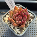 Echeveria Agavoides 'Red Crystal' 2" Succulent Plant