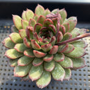 Echeveria 'Mongolian Jelly' 3"-4" Succulent Plant