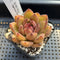 Echeveria Agavoides 'Red Crystal' 2" Succulent Plant