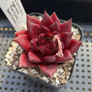 Echeveria Agavoides 'Red Rubin' Seed Grown 2" Succulent Plant