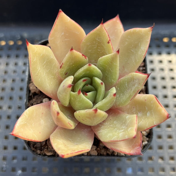 Echeveria Agavoides 'Rusty Nail' 2" Succulent Plant