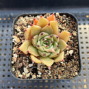 Echeveria 'Sarabony' Seed-Grown 2" Succulent Plant