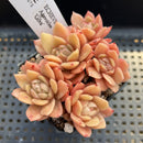 Echeveria Agavoides 'Gilva' Cluster 2" Succulent Plant